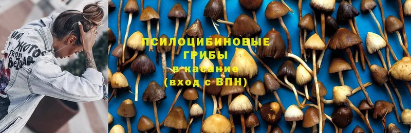 Псилоцибиновые грибы Psilocybe  купить  цена  Берёзовский 